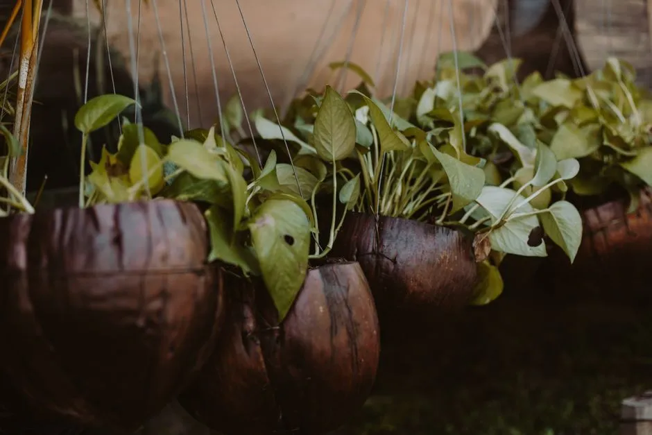 Pot Gantung Batok Kelapa