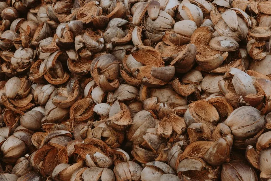 Batok Kelapa Bahan Arang