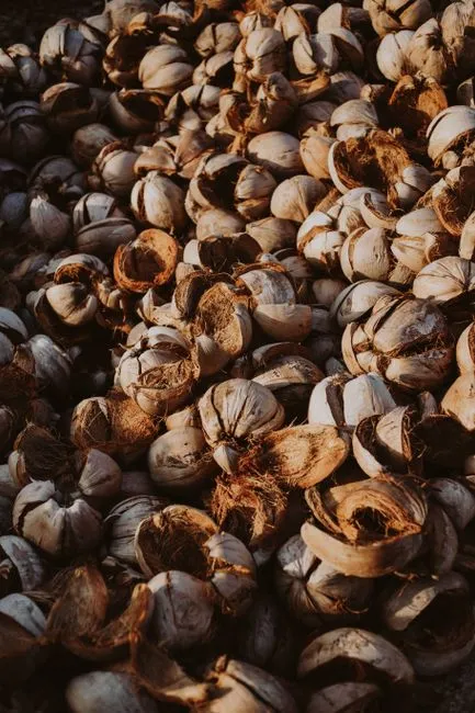 Batok Kelapa Kering Curah
