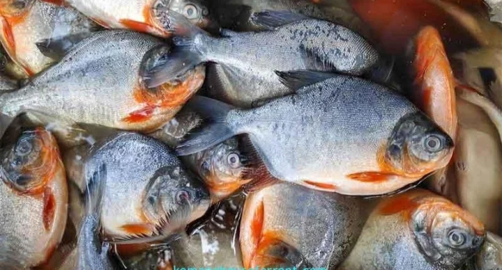Ikan Bawal Segar