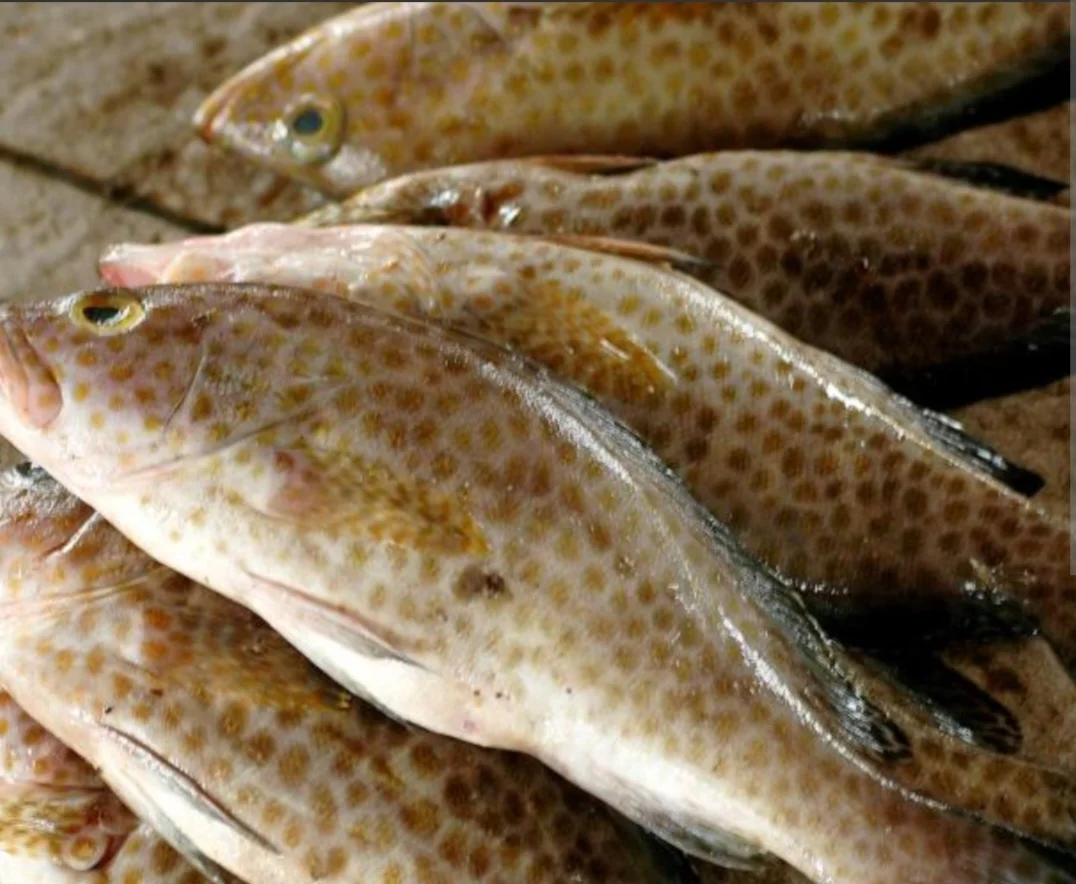 Ikan Kerapu Segar