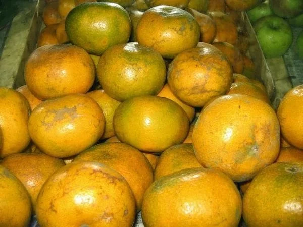 jeruk medan