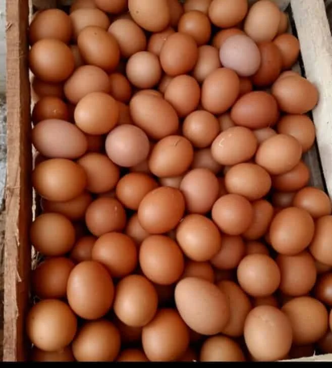 telor ayam negri