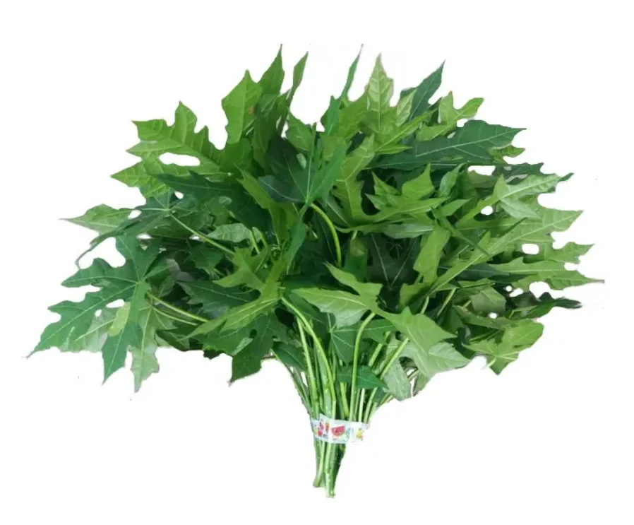 Daun Pepaya jepang