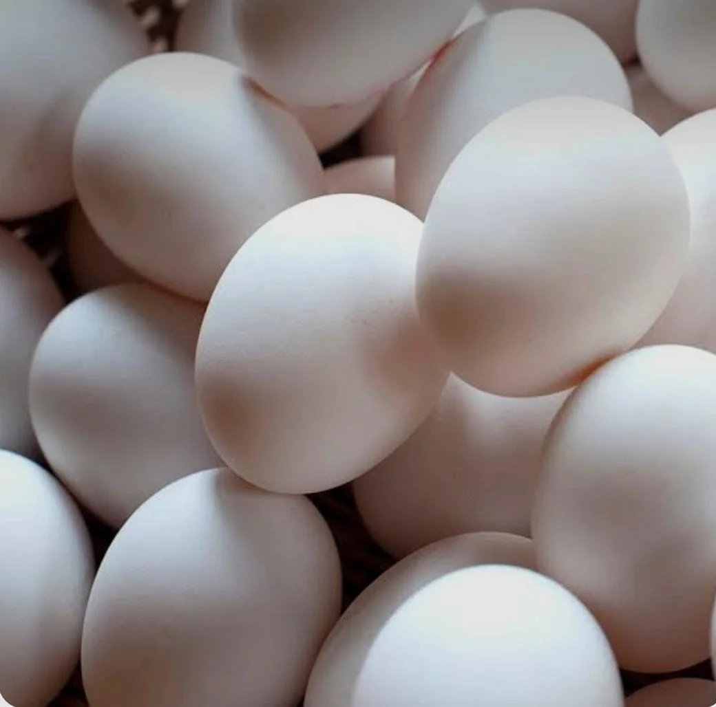 Telur ayam Kampung Fertile